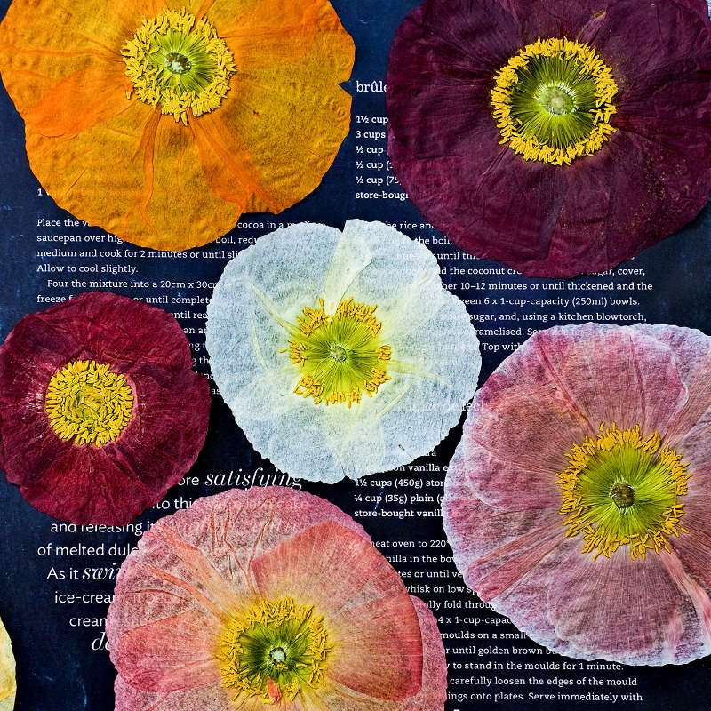Resin Art Baby - 1 pz, Fiori di Papavero Naturali