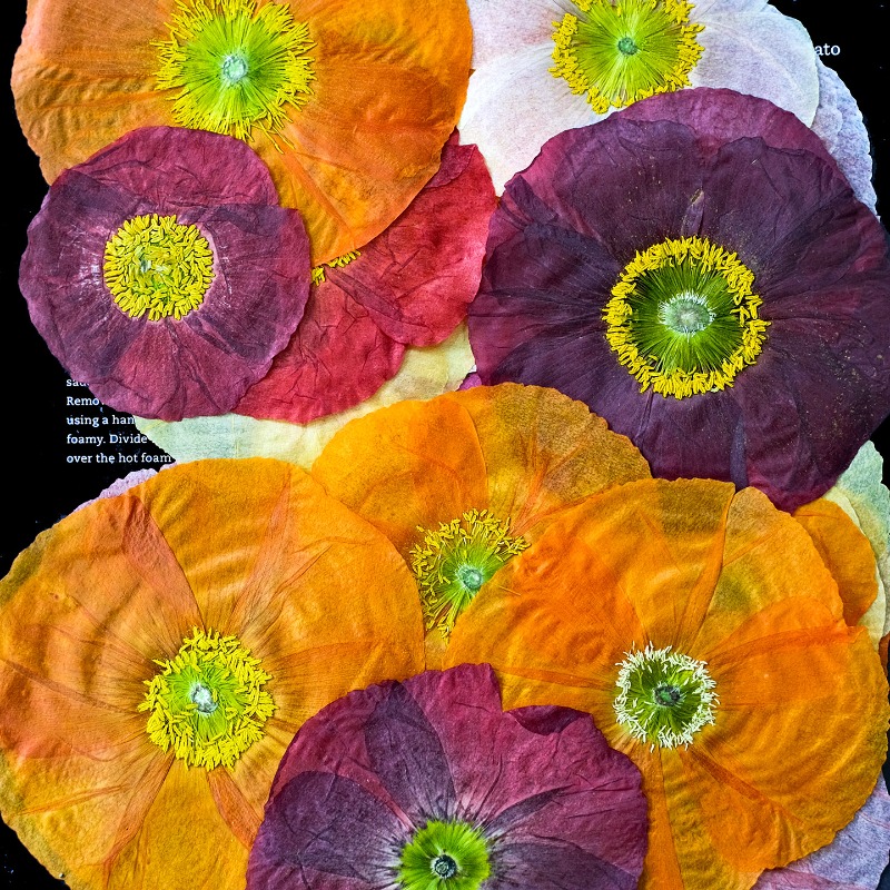 1 pz, Fiori di Papavero Natura - Resin Art Baby recensione e prezzo