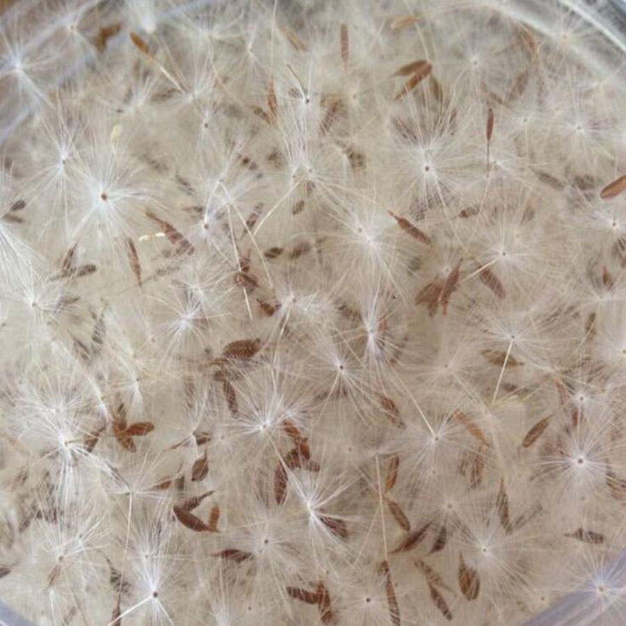 100pcs Mini fiore di tarassaco - Resin Art Baby recensione e prezzo