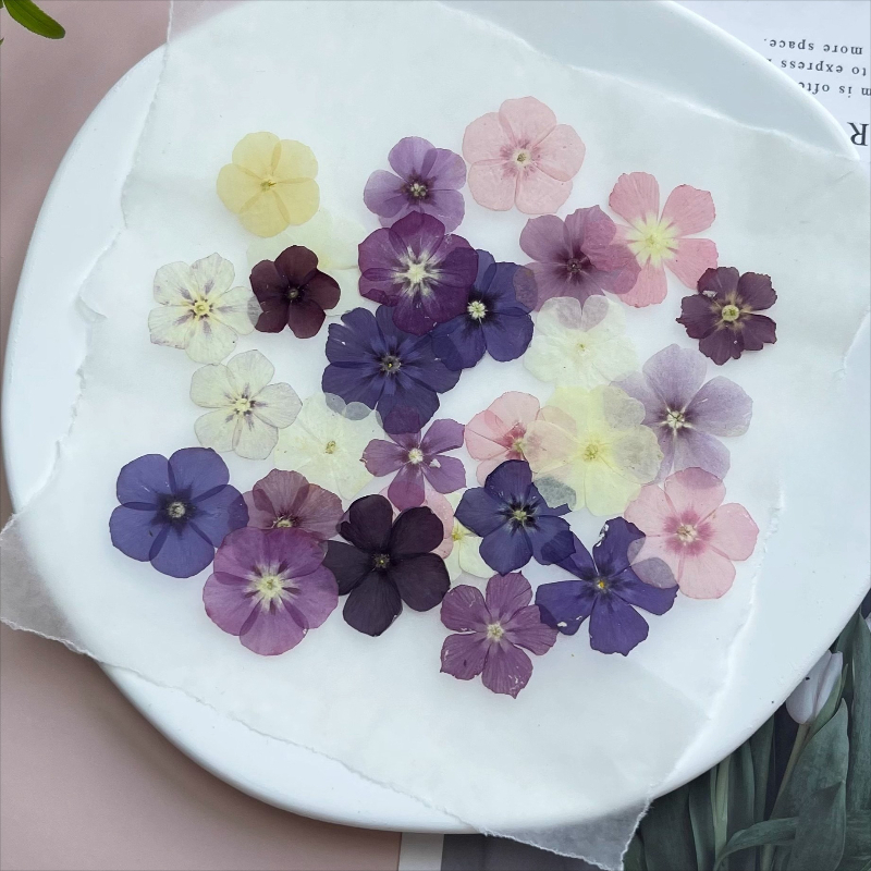 12 pezzi, fiori secchi pressat - Resin Art Baby recensione e prezzo