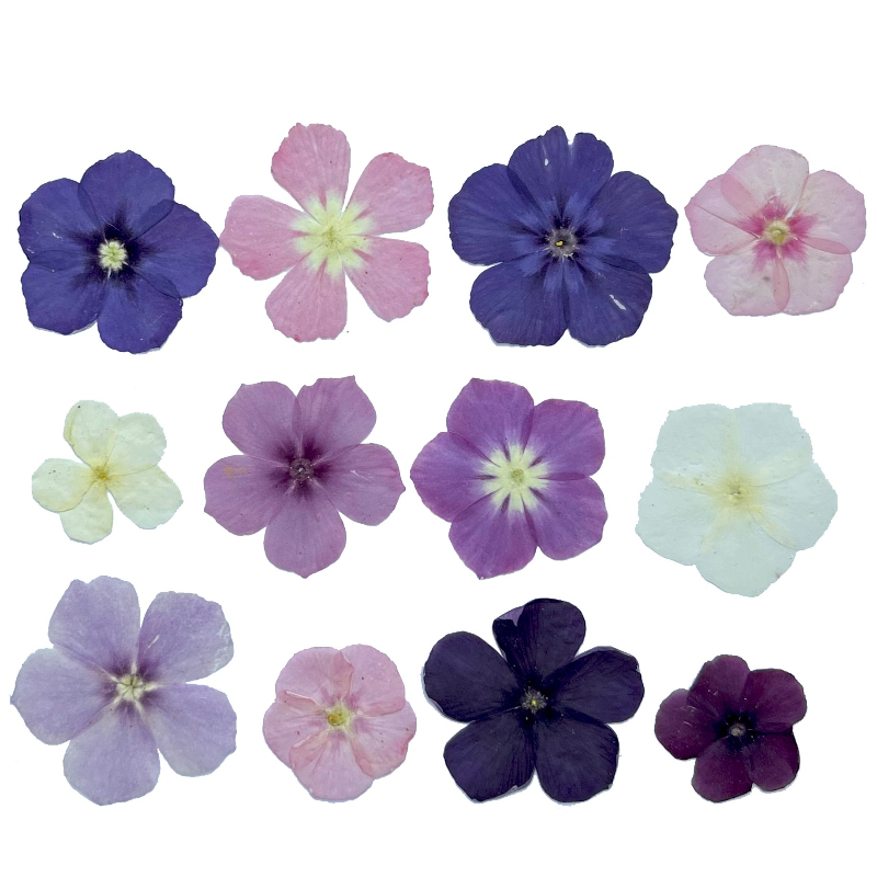 12 pezzi, fiori secchi pressat - Resin Art Baby recensione e prezzo
